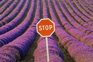 France, Provence Rows of lavender and stop sign