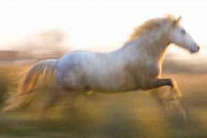 France, Provence White Camargue horse running