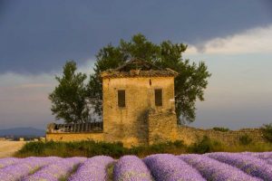France, Provence Field of lavender and hut