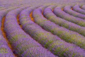 France, Provence region Curved rows of lavender