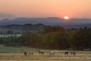 France, Provence region Horses graze at sunrise