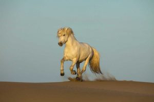 France, Provence Camargue horse running in sand