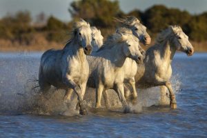 France, Provence White Camargue horses running