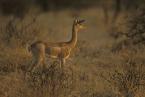 Kenya, Samburu NP Male gerenuk stands alert