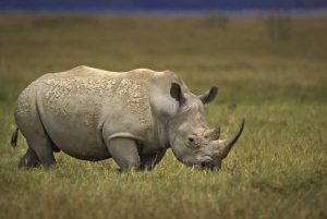 Kenya, Lake Nakuru NP Northern white rhinoceros