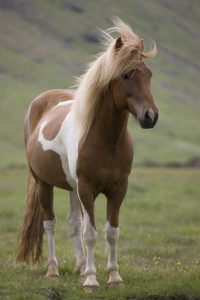 Iceland, Snaefellsnes Peninsula Icelandic horse