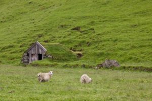 Iceland, Skogar Icelandic sheep by a hut