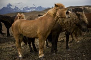 Iceland, Jokulsarlon An Icelandic horse yawning