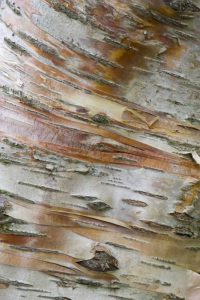 Iceland, Akureyri Bark detail on a birch tree