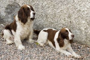 Ireland, Donegal Two Springer spaniel dogs