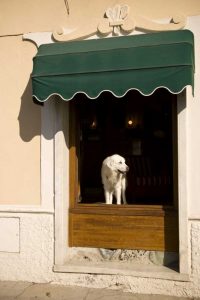 Italy, Cinque Terre, Monterosso A white dog