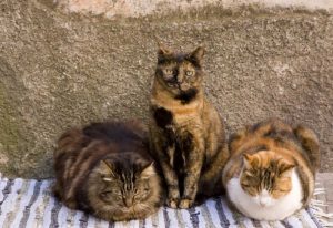 Italy, Vernazza Three cats beside building wall