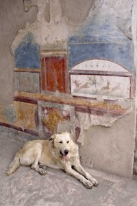 Italy, Campania, Pompeii A stray dog and fresco