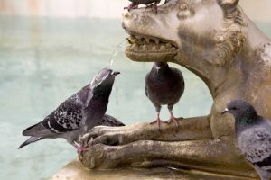 Italy, Sienna Pigeon gets wet from a fountain