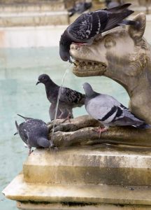 Italy, Tuscany, Sienna Birds drink from a statue