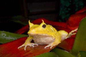 Solomon Islands Solomon Island leaf frog