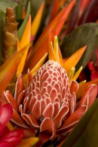 French Polynesia Tropical native flowers