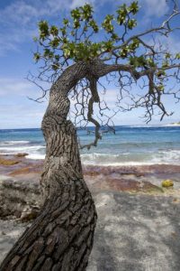 French Polynesia, Rangiroa Tree over the beach