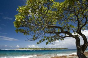 French Polynesia, Rangiroa Tree on the shore