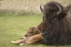 WY, Yellowstone Bison resting on grass with calf