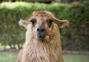 Argentina, Mendoza Portrait of a llama