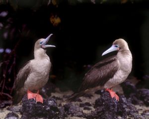 Ecuador, Galapagos Islands Red-footed boobies