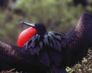 Ecuador, Galapagos Spread-eagled frigatebird