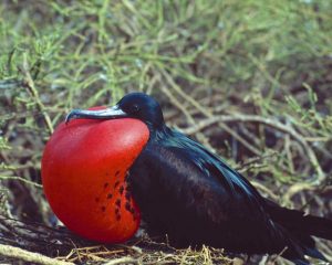 Ecuador, Galapagos Frigatebird with red pouch