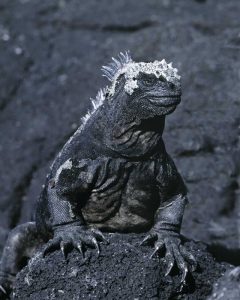 Ecuador, Galapagos Islands Marine iguana