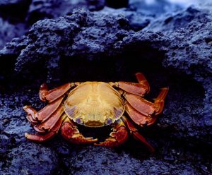 Ecuador, Galapagos Sally lightfoot crab