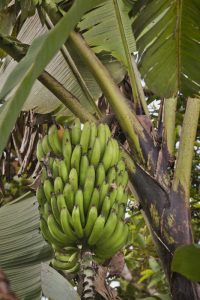 Ecuador Bananas growing wild in a cloud forest