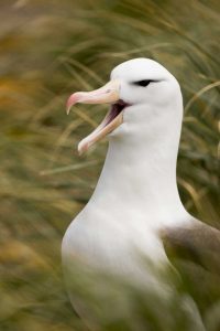 New Island Black-browed albatross guards nest