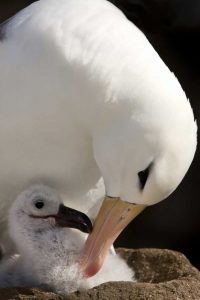 New Island Black-browed albatross preening chick
