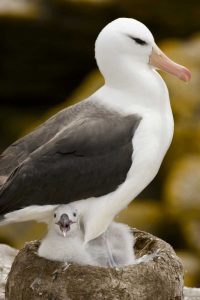New Island Black-browed albatross and chick