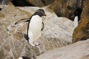 New Island Rockhopper penguin in midair