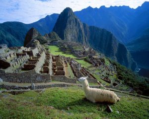 Peru A llama on a hill overlooking Machu Picchu