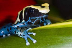 Republic of Surinam Poison dart frog on leaf