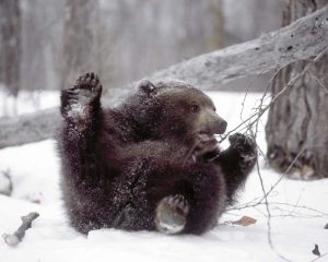 Alaska Grizzly plays with tree branch in winter