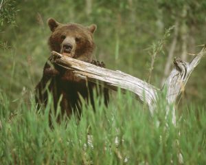 USA, Alaska Grizzly bear licks dead tree branch