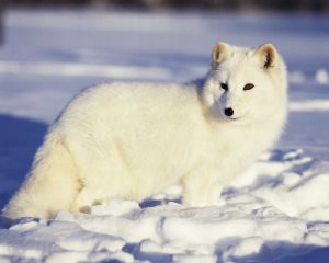 USA, Alaska Arctic fox in winter coat