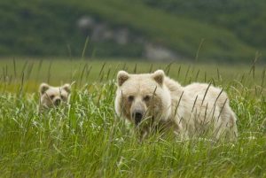 AK, Lake Clark NP Blonde grizzly bear and cub
