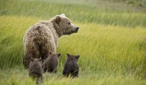 AK, Lake Clark NP Grizzly bear and spring cubs