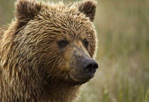 Alaska, Lake Clark NP Portrait of a grizzly bear