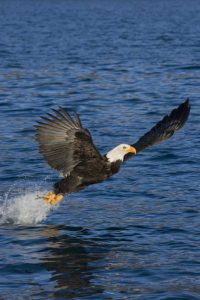 AK, Kachemak Bay SP, Bald eagle with fish