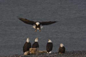 AK, Kachemak Bay, Homer Spit Bald eagle landing