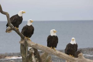 AK, Kachemak Bay Bald eagles on driftwood