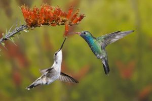 AZ, Sonoran Desert Hummingbird share an ocotillo