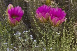 Arizona, Tucson Hedgehog cactus in bloom