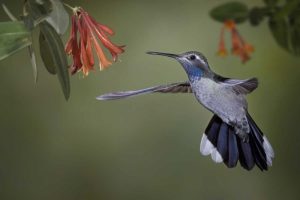 AZ, A blue-throated hummingbird hovers at flower