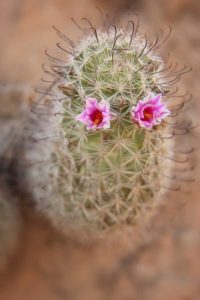 AZ, Grand Canyon, Fishhook cactus with flowers